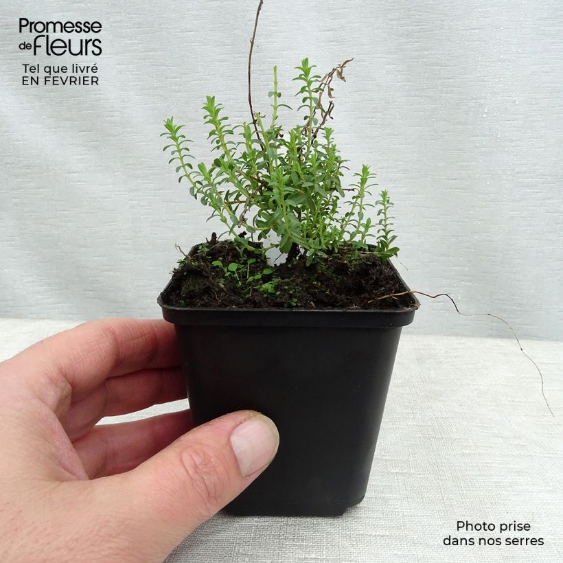 Example of Hypericum olympicum - Millepertuis grec  Kweekpotje van 8/9 cm as you get in hiver