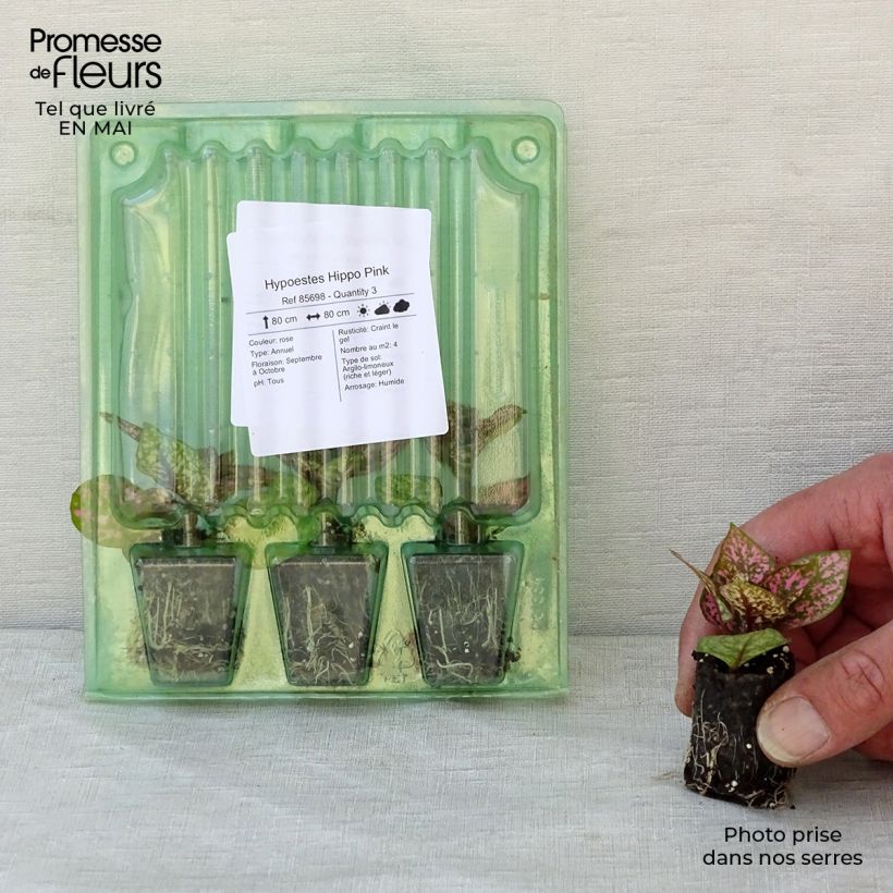 Example of Hypoestes Hippo Pink Mini-mot Ø 3/4 cm as you get in printemps