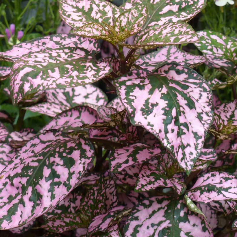 Hypoestes Hippo Pink - Sproetenplant (Foliage)