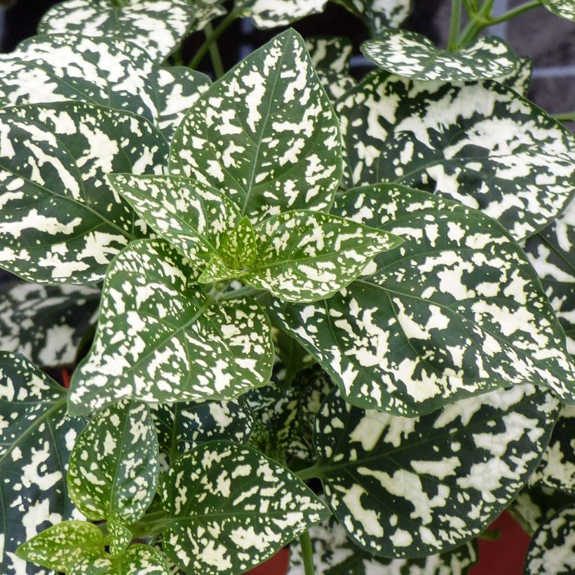 Hypoestes Hippo Wit - Sproetenplant (Foliage)