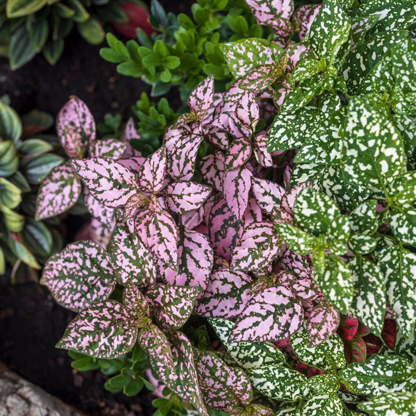 Hypoestes phyllostachya Roze - Sproetenplant (Groeiplaats)