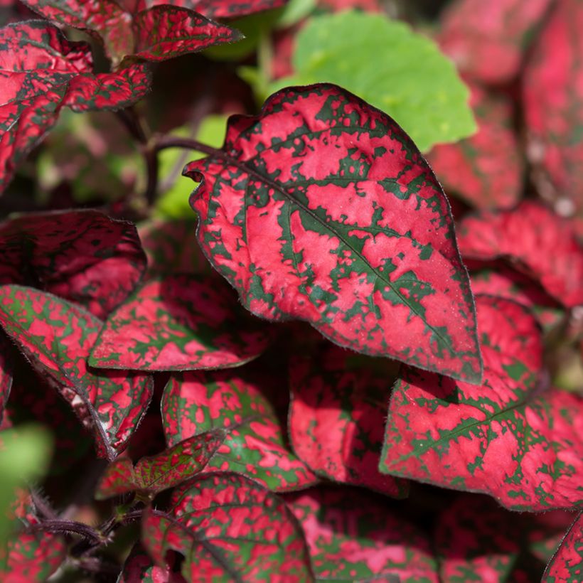 Hypoestes phyllostachya Rood - Sproetenplant (Blad)