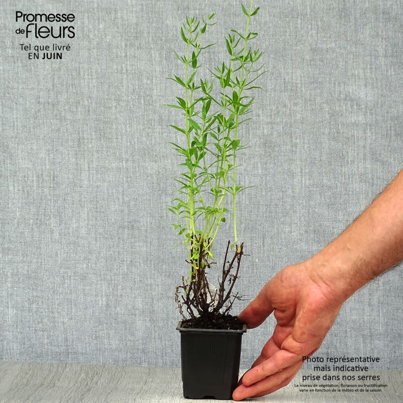 Exemplaar van Hyssopus officinalis - Hysop Kweekpotje van 8/9 cm zoals geleverd in de zomer