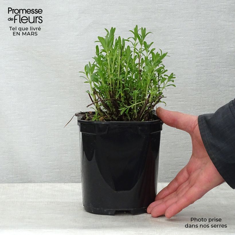 Exemplaar van Hyssopus officinalis - Hysop Pot van 2 l/3 l zoals geleverd in de lente