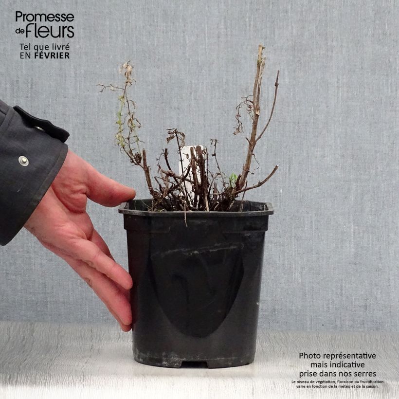 Example of Hyssopus officinalis - Hysop Pot van 2 l/3 l as you get in hiver