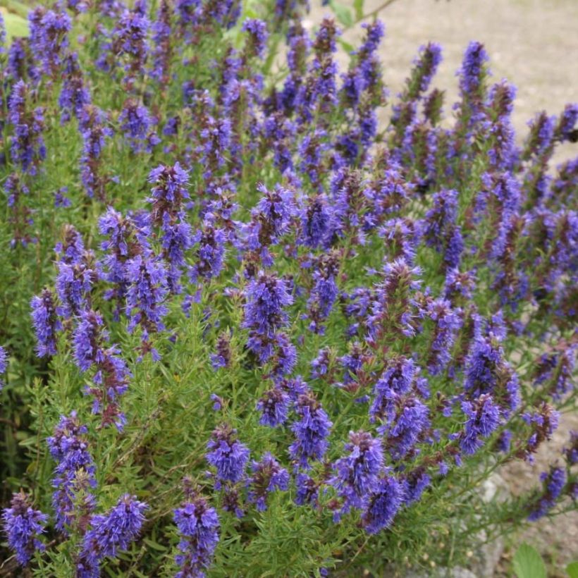 Hyssop BIO - Hyssopus officinaliss (jonge planten) (Bloei)