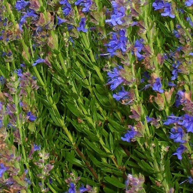 Hyssopus officinalis aristatus - Hysop (Foliage)