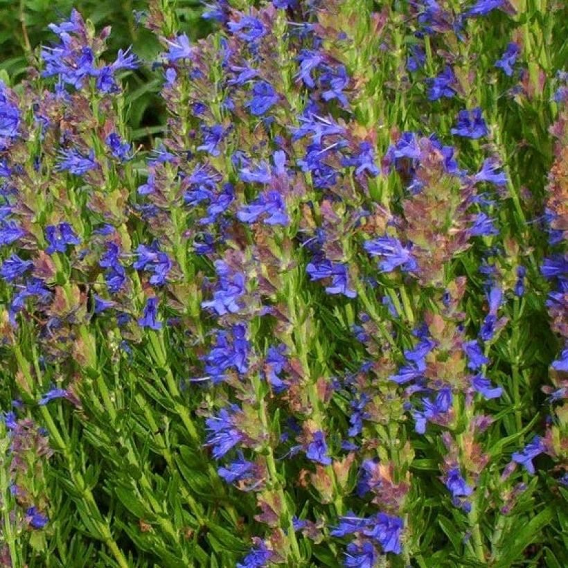 Hyssopus officinalis aristatus - Hysop (Flowering)