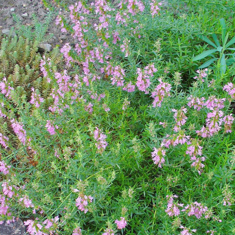 Hyssopus officinalis roseus - Hysop roze (Flowering)
