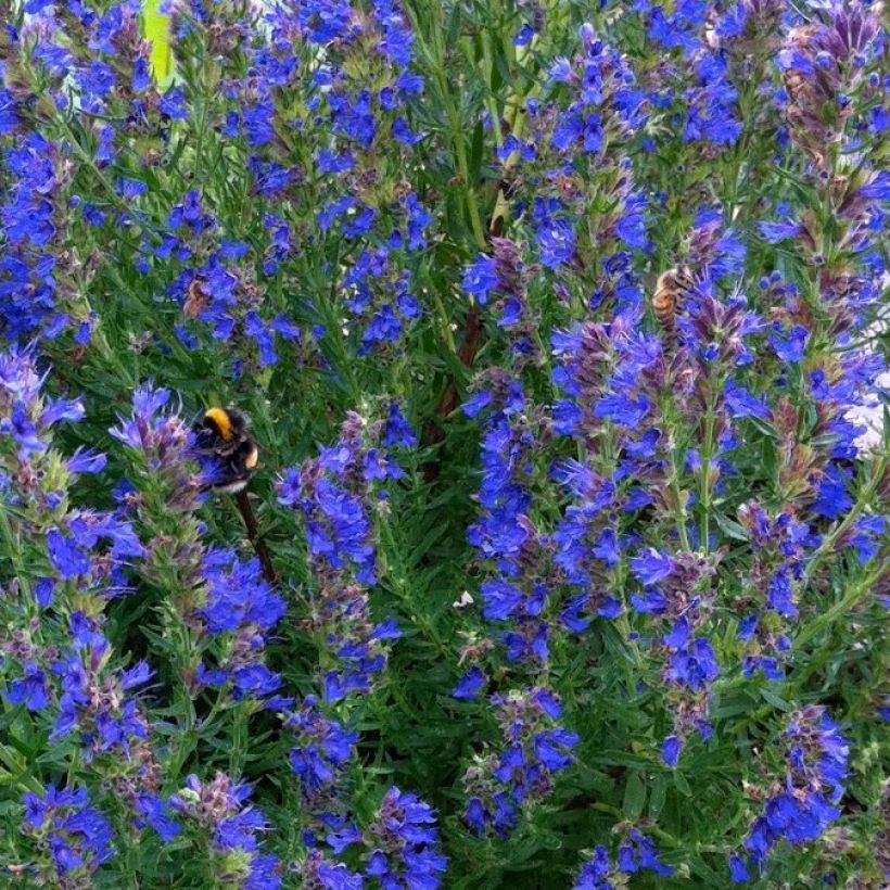 Hyssopus officinalis - Hysop (Flowering)