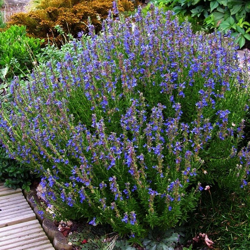 Hyssopus officinalis - Hysop (Plant habit)