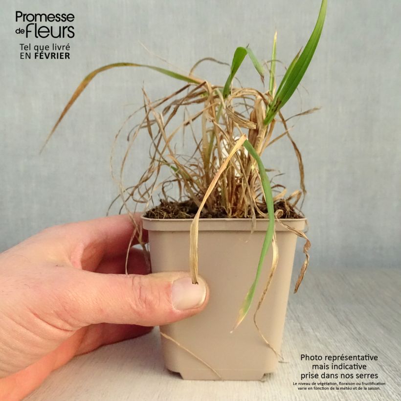 Example of Hystrix patula Kweekpotje van 8/9 cm as you get in hiver