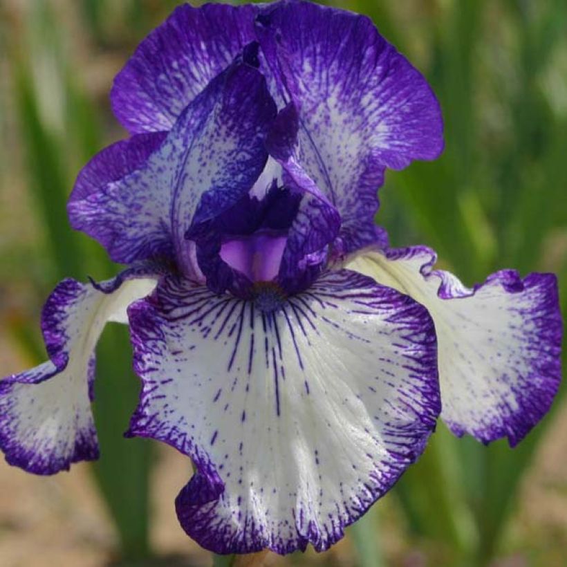 Iris germanica Art Déco - Baardiris (Flowering)