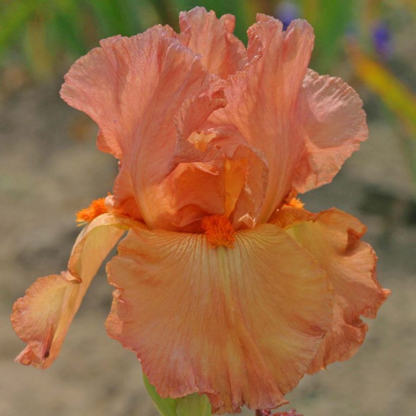 Iris germanica Copper Classic - Baardiris (Bloei)
