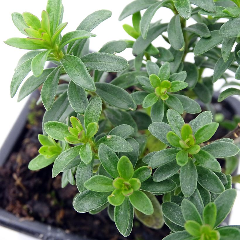 Iberis sempervirens Absolutely Amethyst - Scheefkelk (Foliage)