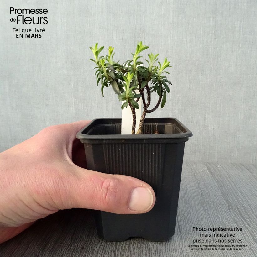 Exemplaar van Iberis sempervirens Absolutely Amethyst - Scheefkelk Kweekpotje van 8/9 cm zoals geleverd in de lente