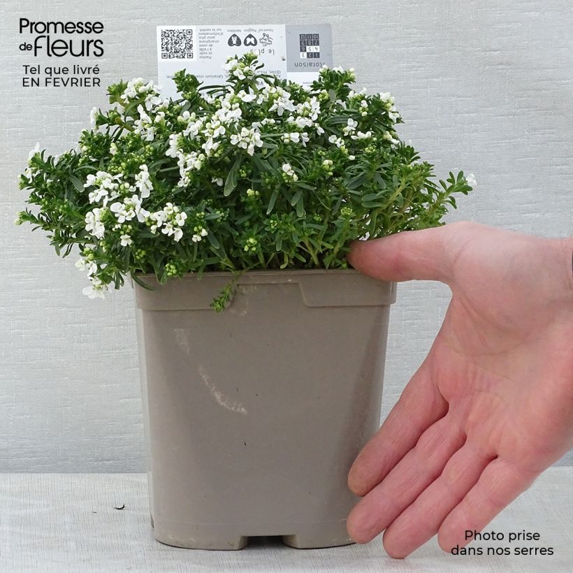Example of Iberis sempervirens Snowflake - Scheefkelk Pot van 2 l/3 l as you get in hiver