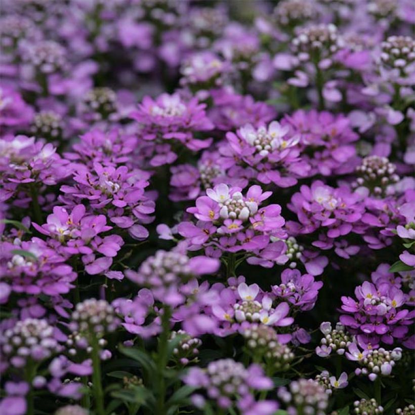 Iberis sempervirens Absolutely Amethyst - Scheefkelk (Flowering)