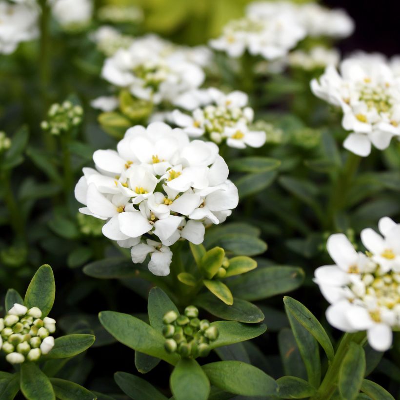 Iberis sempervirens Alexander White - Scheefkelk (Bloei)