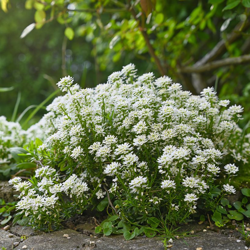 Iberis sempervirens Alexander White - Scheefkelk (Groeiplaats)