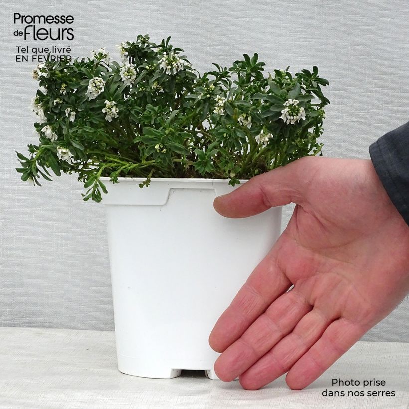 Example of Iberis sempervirens - Corbeille d'argent Pot van 2 l/3 l as you get in hiver