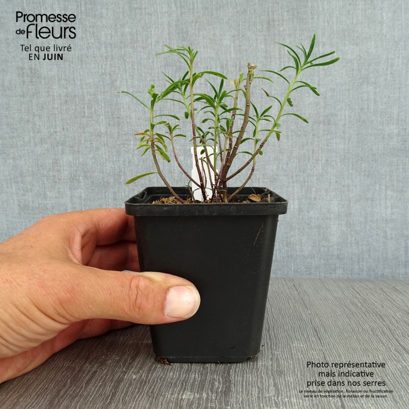 Exemplaar van Iberis sempervirens - Scheefkelk Kweekpotje van 8/9 cm zoals geleverd in de zomer