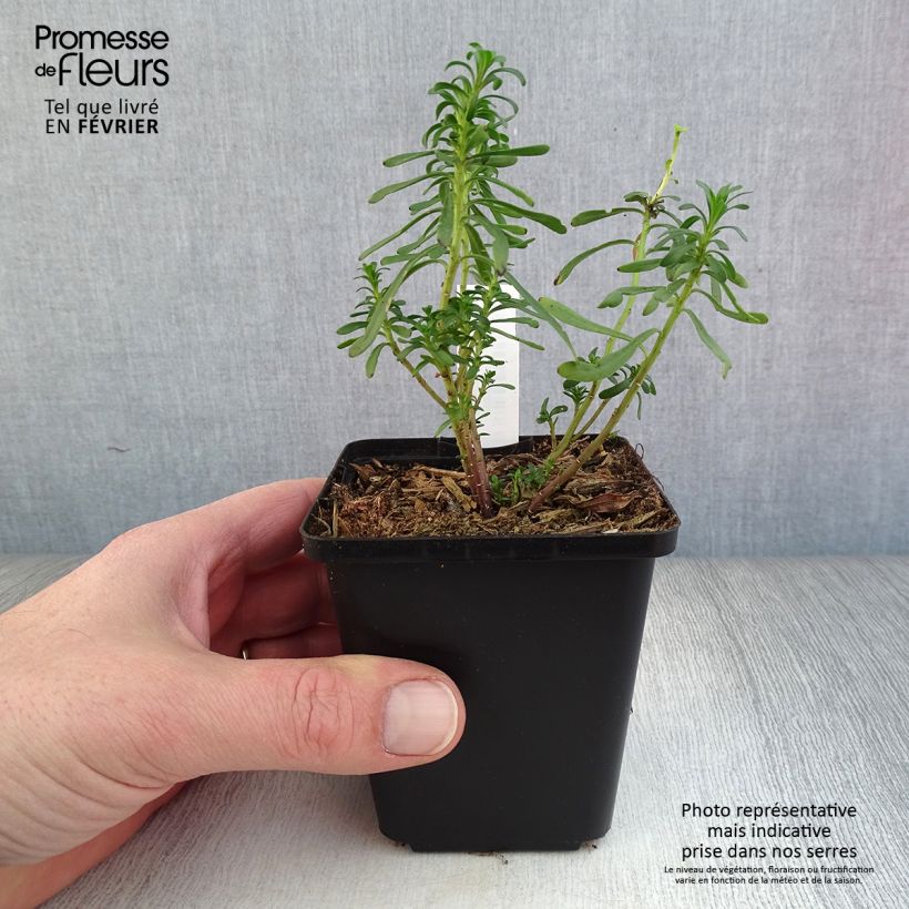 Example of Iberis sempervirens - Corbeille d'argent Kweekpotje van 8/9 cm as you get in hiver