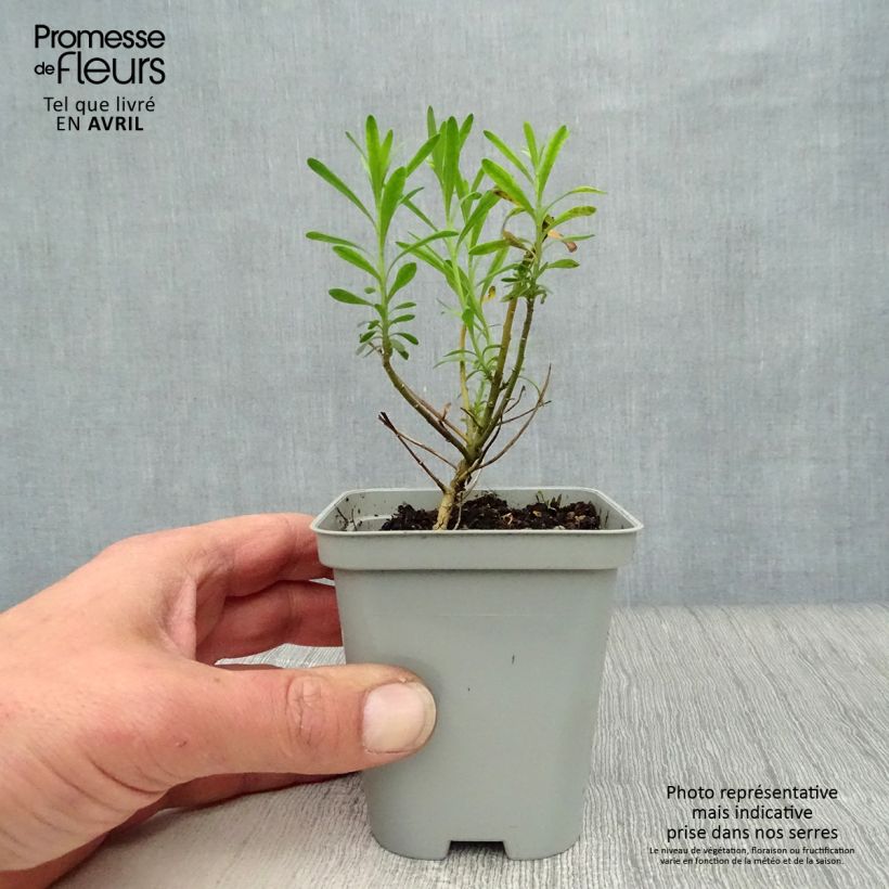 Exemplaar van Iberis sempervirens - Scheefkelk Kweekpotje van 8/9 cm zoals geleverd in de lente