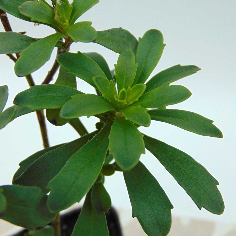 Iberis sempervirens Masterpiece - Scheefkelk (Foliage)
