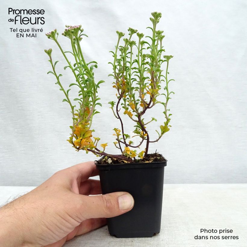 Exemplaar van Iberis sempervirens Pink Ice - Scheefkelk Kweekpotje van 8/9 cm zoals geleverd in de lente