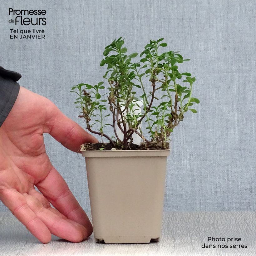 Example of Iberis sempervirens Pink Ice® - Corbeille d'Argent Kweekpotje van 8/9 cm as you get in hiver