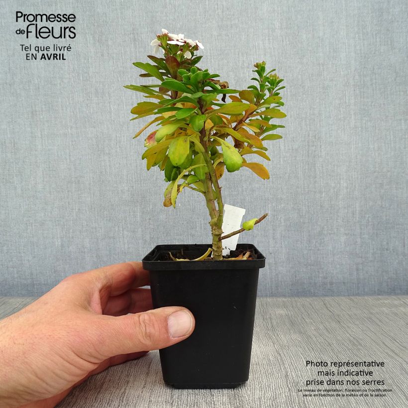 Exemplaar van Iberis sempervirens Weisser Zwerg - Scheefkelk Kweekpotje van 8/9 cm zoals geleverd in de lente