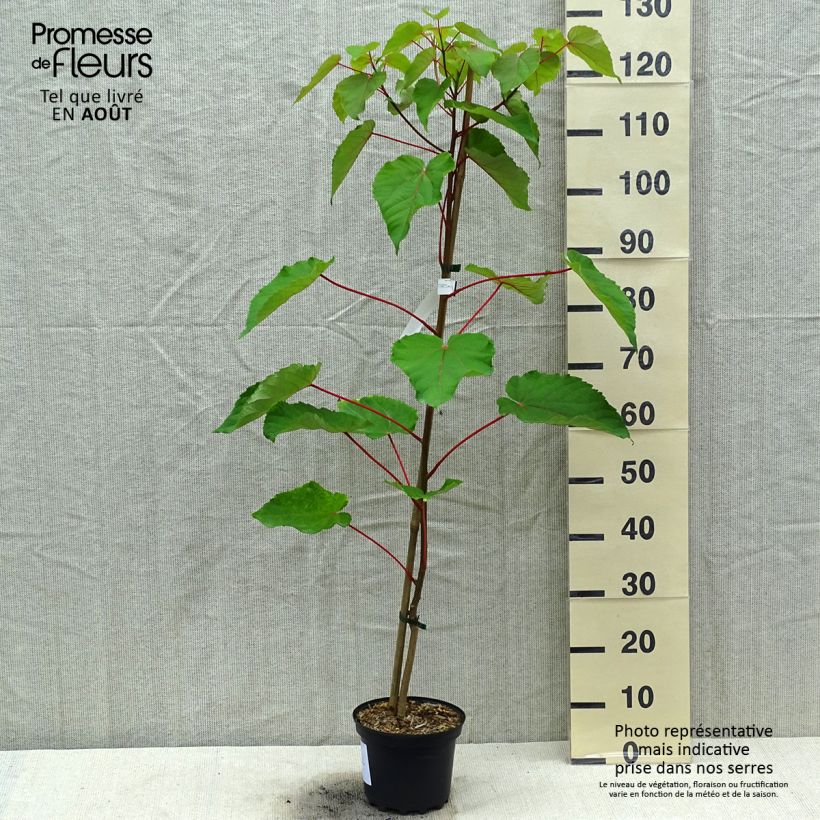 Exemplaar van Idesia polycarpa Pot van 2 l/3 l zoals geleverd in de zomer