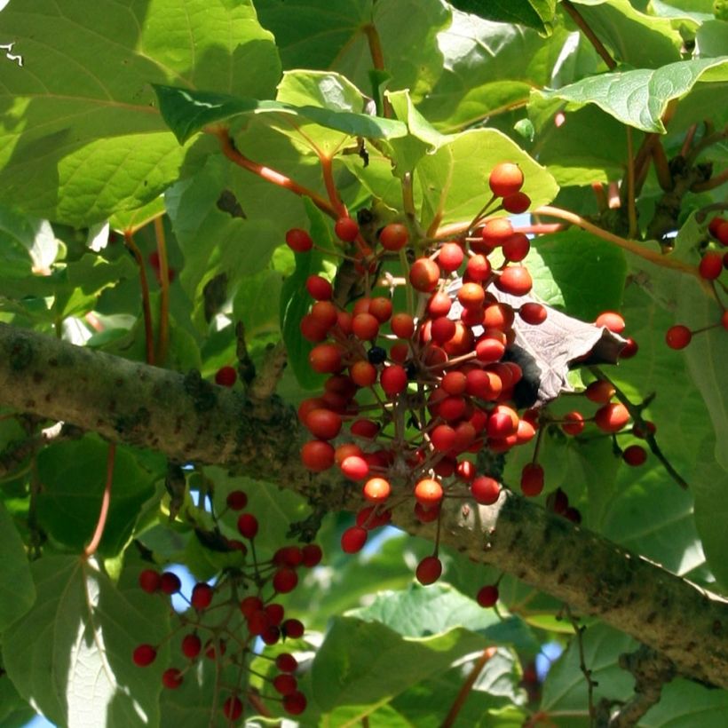 Idesia polycarpa vestita (Harvest)