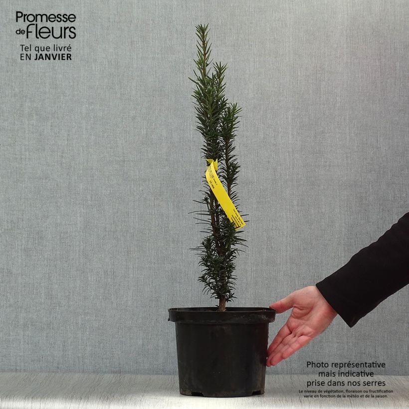 Example of Taxus baccata fastigiata Black Tower - Venijnboom Pot van 4 l/5 l as you get in hiver