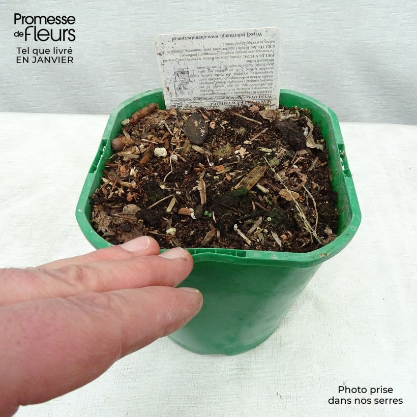 Exemplaar van Dioscorea batatas - Chinese yam Pot van 2 l/3 l zoals geleverd in de winter