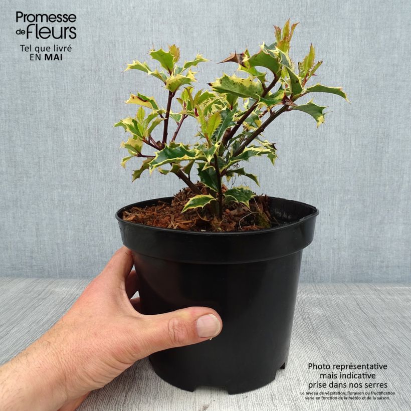Exemplaar van Ilex aquifolium Madame Briot - Hulst bont Pot van 3 l/4 l zoals geleverd in de lente