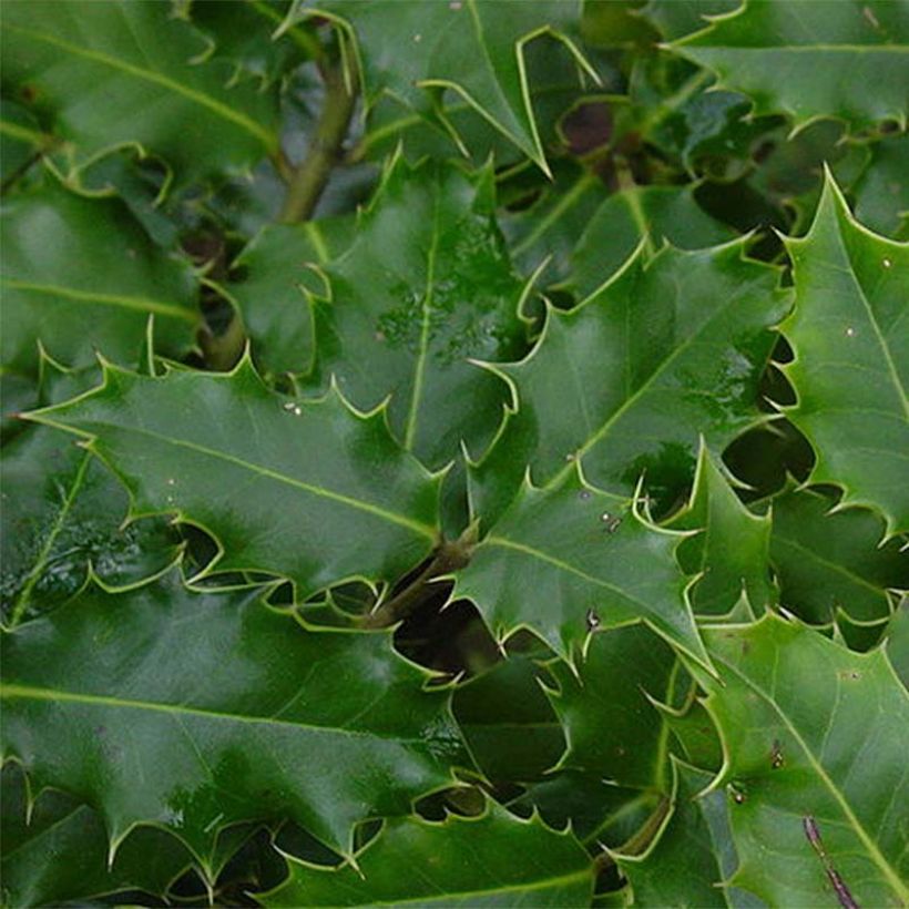 Ilex aquifolium - Hulst (Foliage)