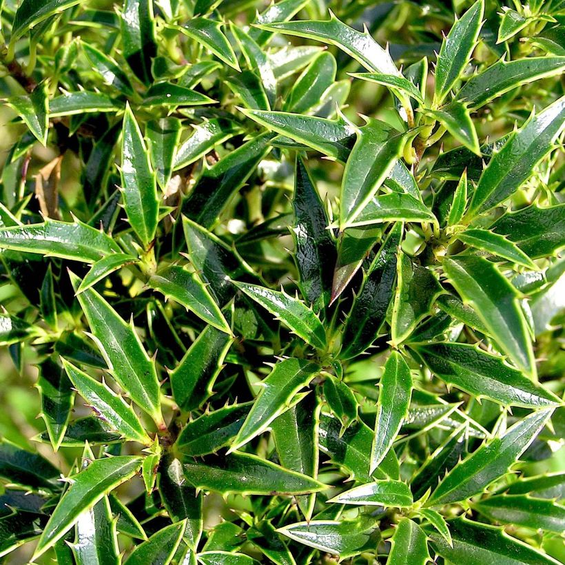 Ilex aquifolium Myrtifolia - Hulst (Foliage)