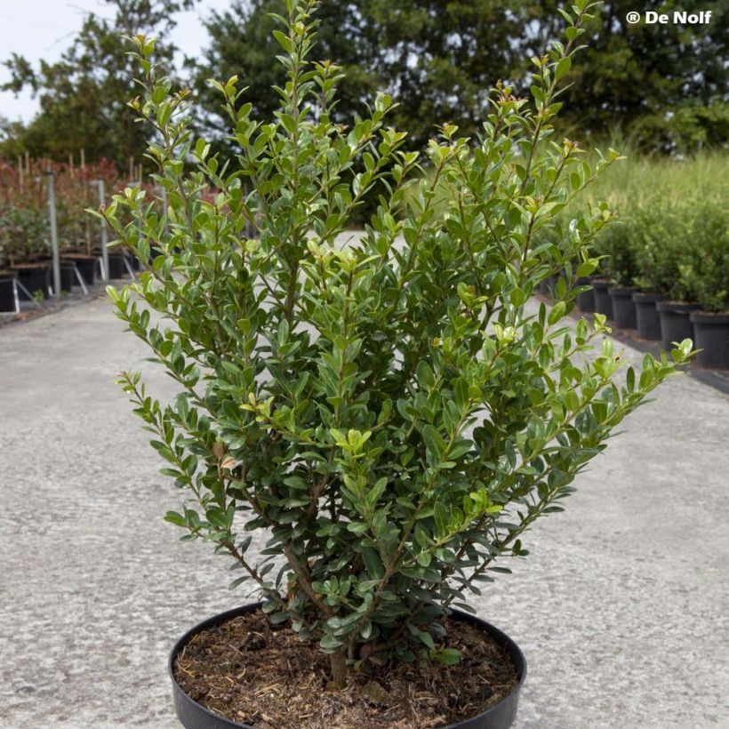 Ilex crenata Caroline Upright - Japanse hulst (Plant habit)