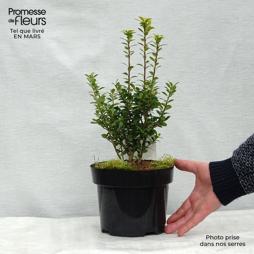 Example of Ilex crenata Caroline Upright - Houx crénelé Pot van 2 l/3 l as you get in hiver