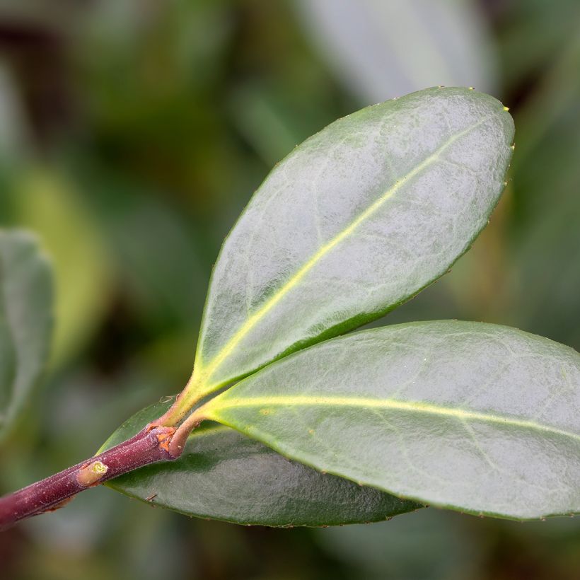 Ilex crenata Caroline Upright - Japanse hulst (Foliage)