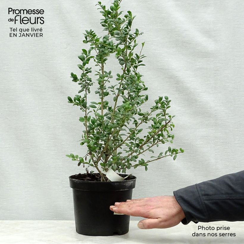 Example of Ilex crenata Convexa - Japanse hulst Pot van 2 l/3 l as you get in hiver