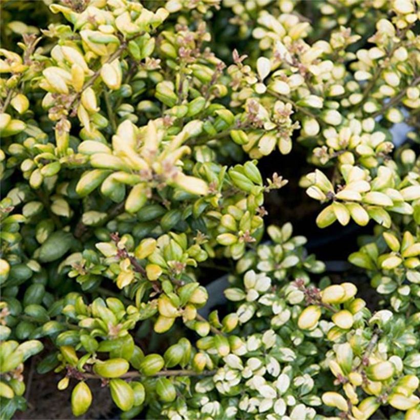 Ilex crenata Convexed Gold - Japanse hulst (Foliage)