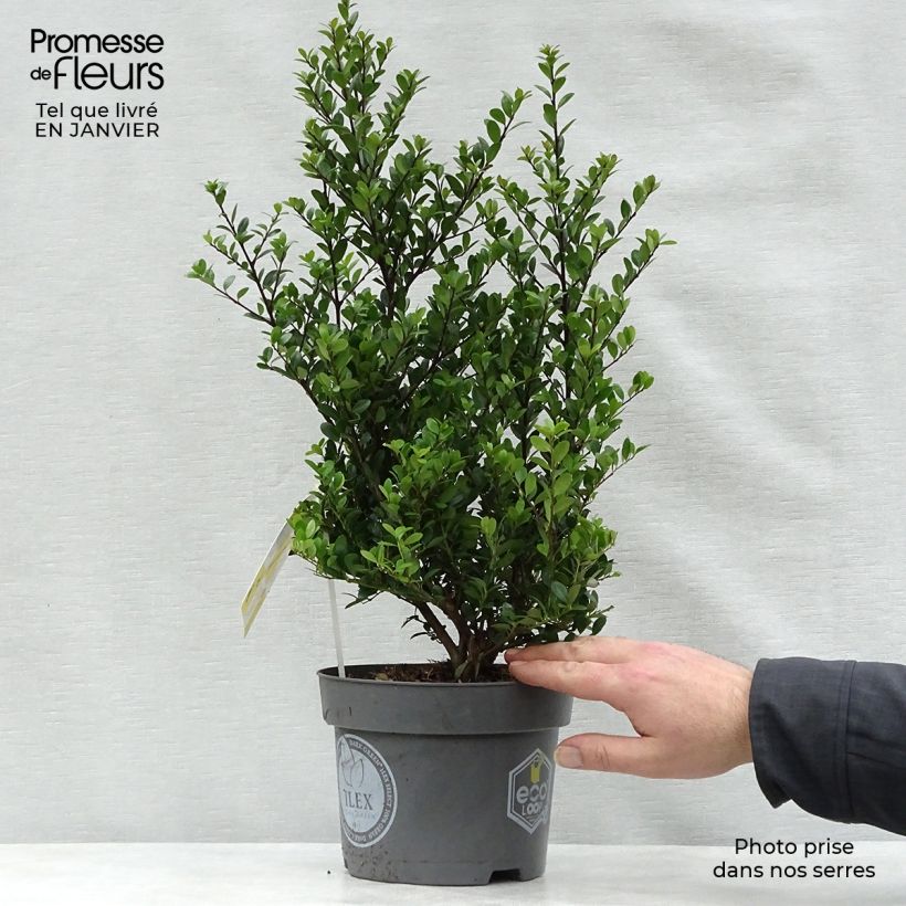 Example of Ilex crenata Dark Green - Japanse hulst Pot van 2 l/3 l as you get in hiver