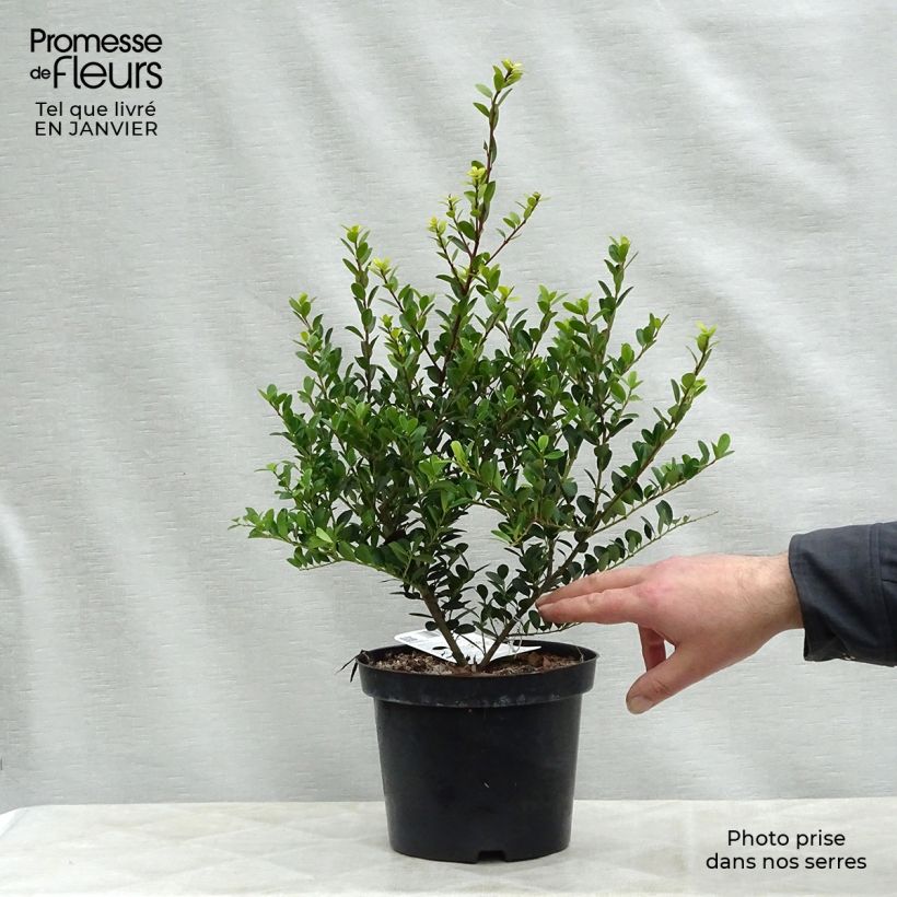 Example of Houx crénelé - Ilex crenata Green Hedge Pot van 2 l/3 l as you get in hiver