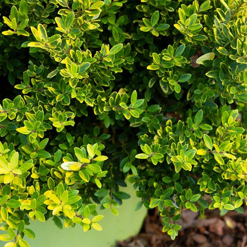 Ilex crenata Lingold - Japanse hulst (Blad)