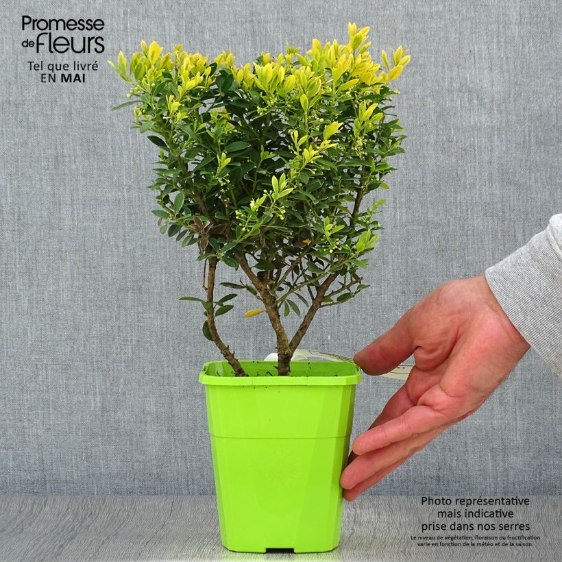 Example of Ilex crenata Lingold - Houx crénelé Pot van 1 l/1,5 l as you get in printemps