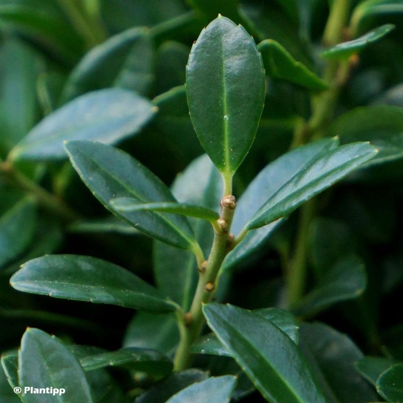 Ilex crenata Luxus Globe - Japanse hulst (Foliage)