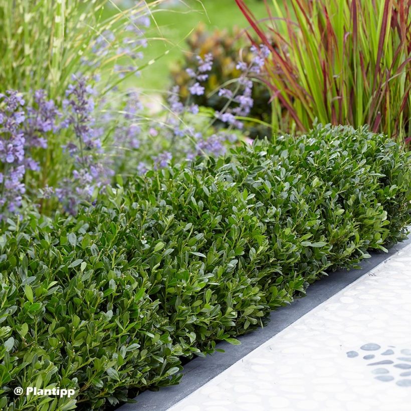 Ilex crenata Luxus Globe - Japanse hulst (Plant habit)